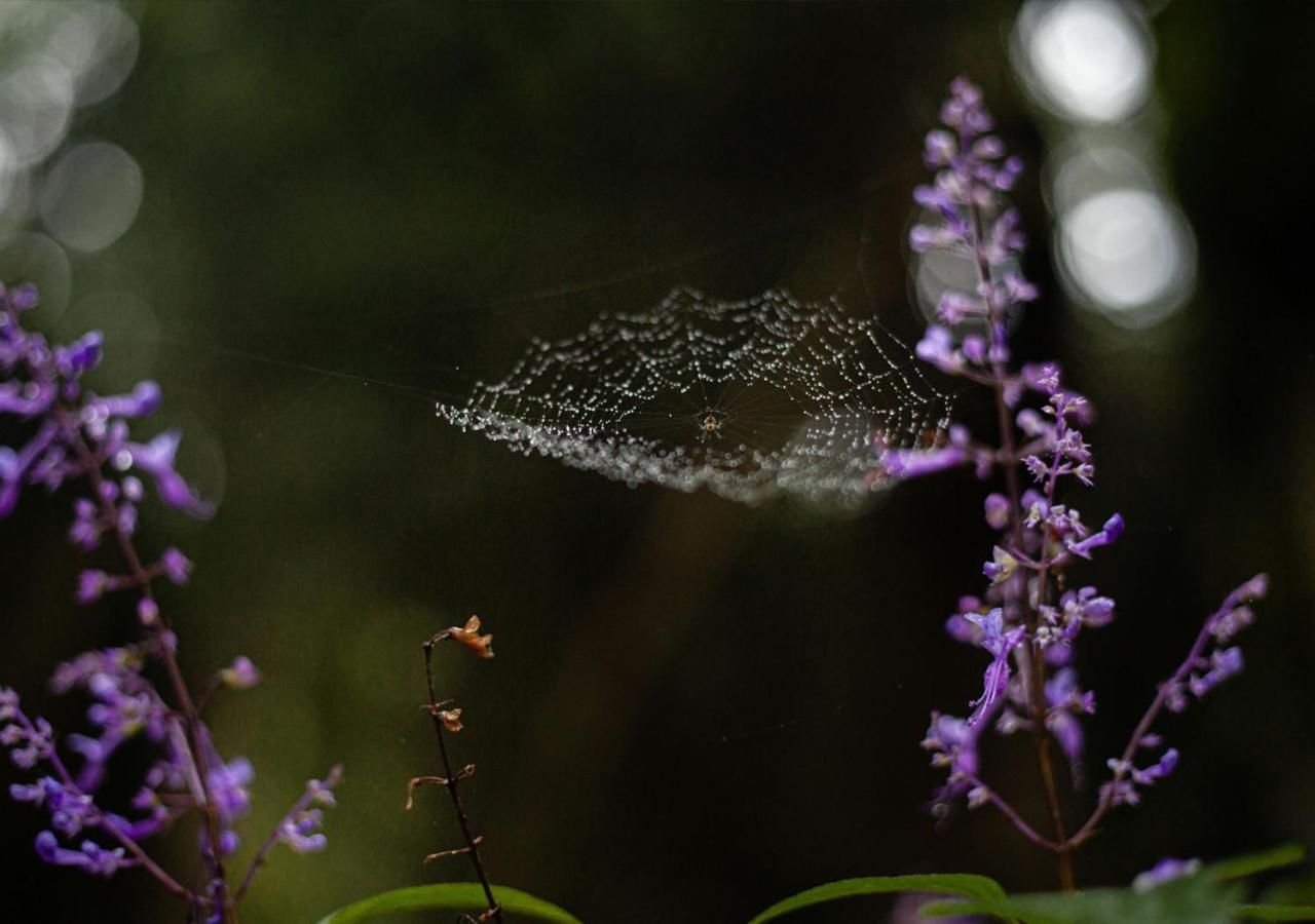 Away With The Fairies Nature Lodge And Backpackers Hogsback Dış mekan fotoğraf